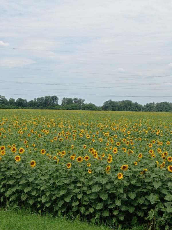 Sunflower fields and shaded park spaces on a cloudy morning