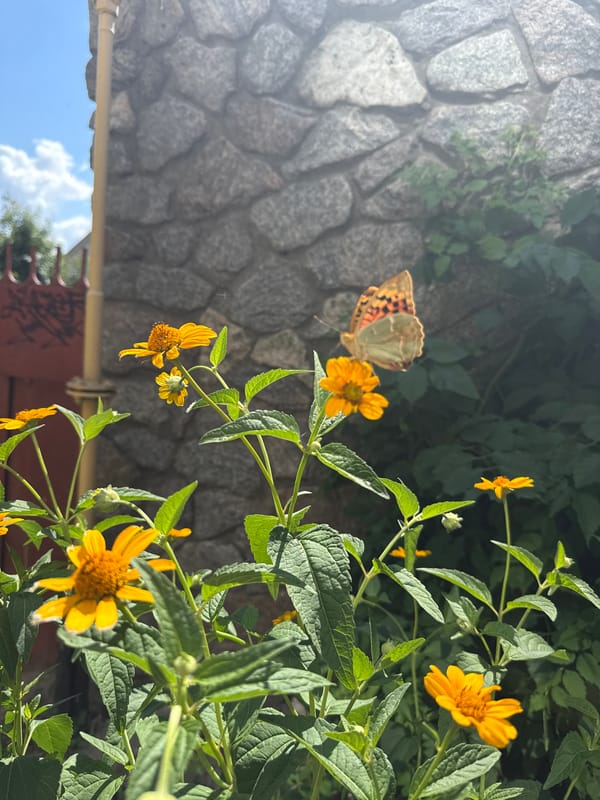 Quiet morning snapshots: nature, a relaxed dog, and a meditation graphic