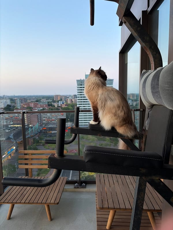 Cat enjoys sunset view from Rijswijk balcony