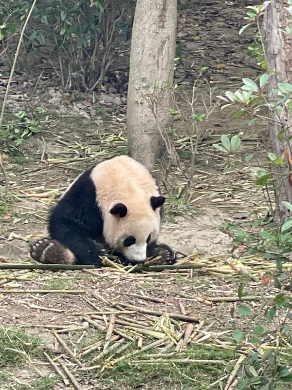 Pandas observed at research facility in Chenghua District, China