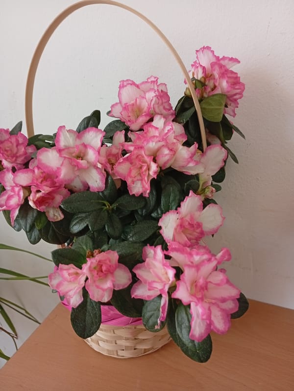 Spring flowers displayed on wooden surfaces in Popovo, Bulgaria