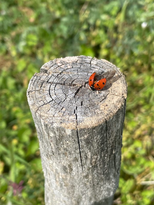 Ladybug takes flight in rural Bulgarian village