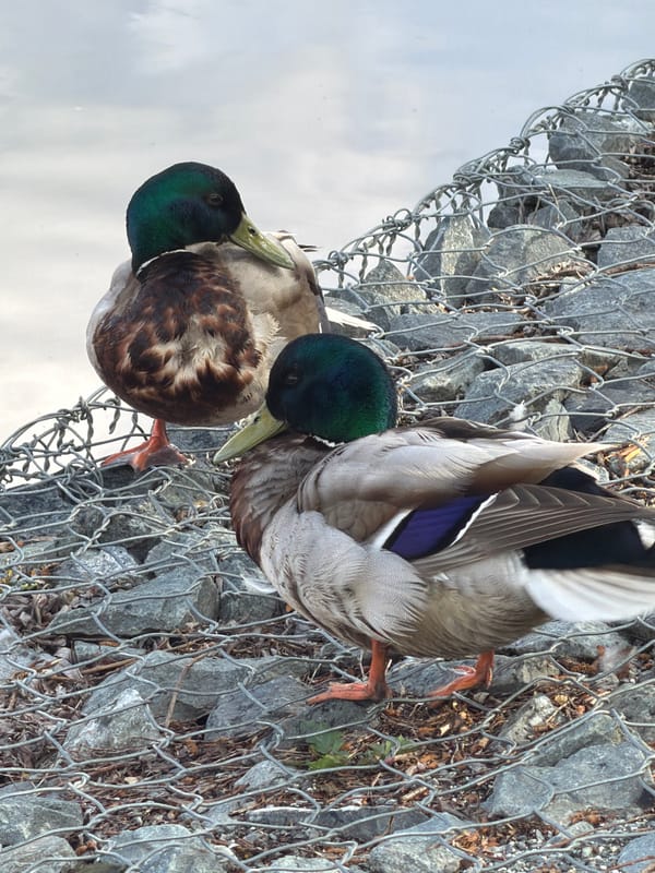 Mallard ducks observed along Votkinsk waterfront under cloudy skies
