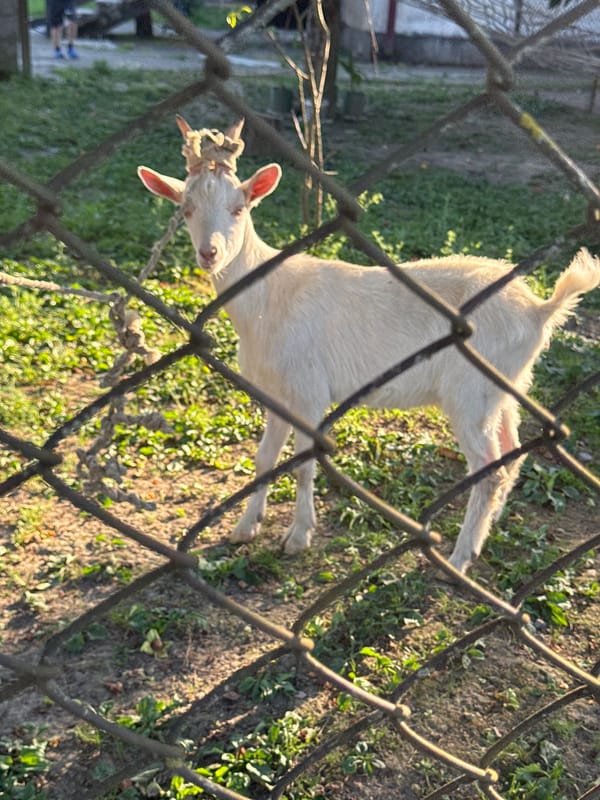 Backyard animals and a quiet afternoon in Zugdidi