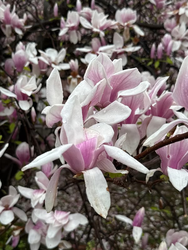 Spring magnolia blooms blanket cars and streets in Kragujevac