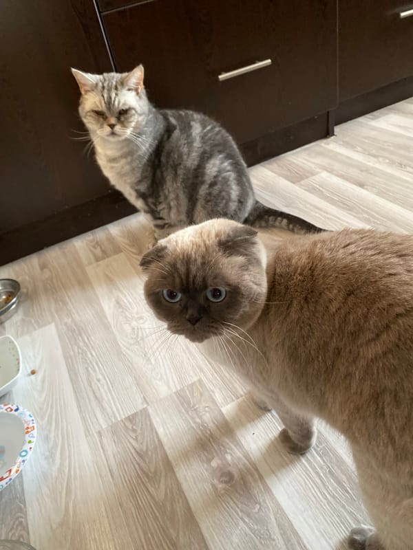 Daily life moments captured across Alanya, Turkey neighborhoods