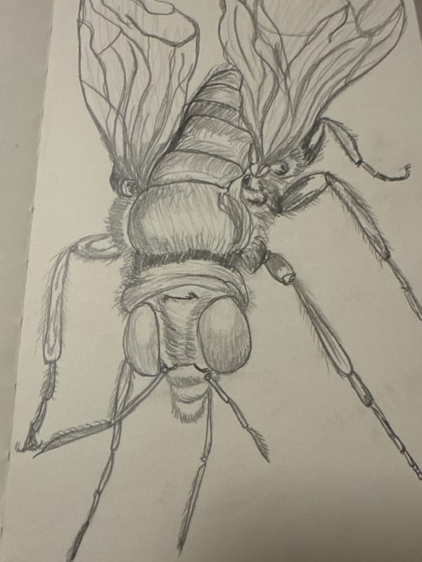 Artist documents fly through drawings and photography in Sofia
