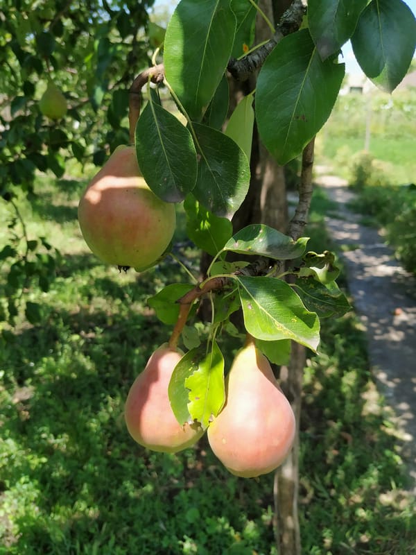Fruit trees and an indoor snap from a July morning