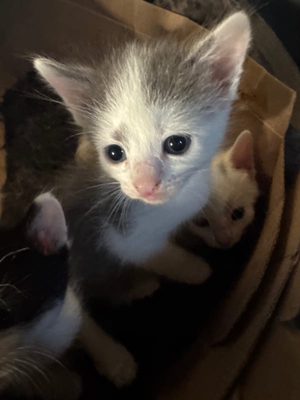 Backyard animals, garden fruit, and kittens on a summer afternoon