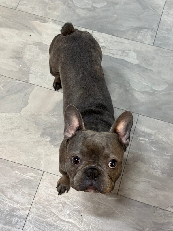 Home evening with French Bulldog in Ruse, Bulgaria