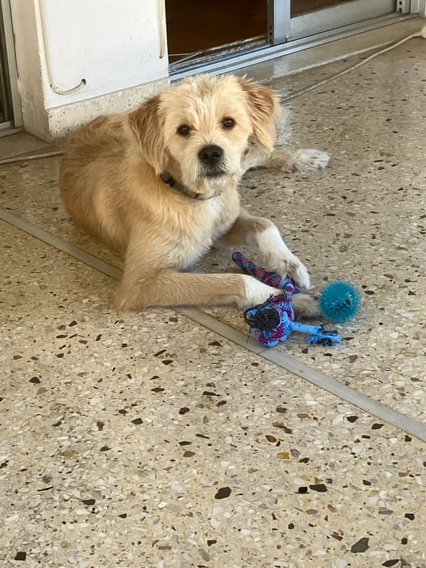 Shaggy dog lounging on terrazzo floor near sliding glass door