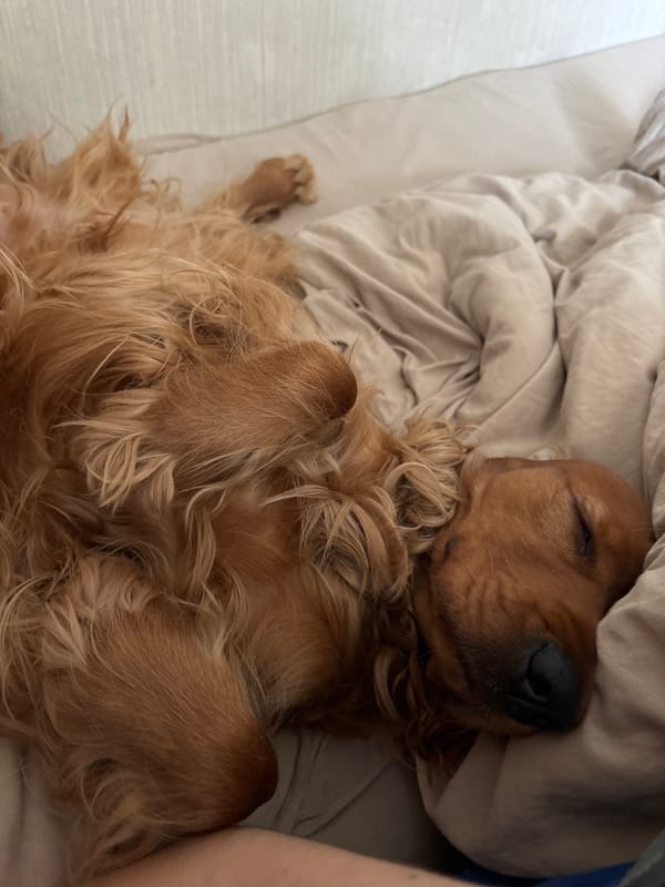 Cocker Spaniel sleeps peacefully on bed in Krasnoyarsk