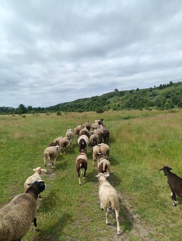 Mixed flock of sheep and goats grazing near rural bridge