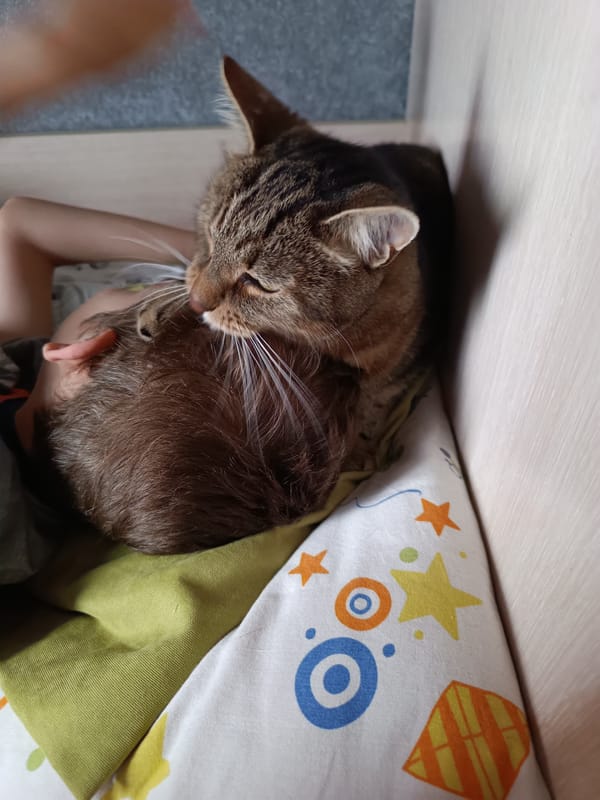 Tabby cat cycles through morning affection and deep sleep