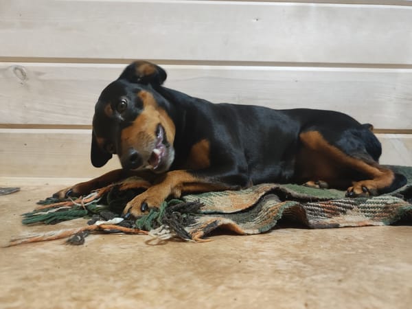 Miniature Pinscher hangs out at home in Alabino