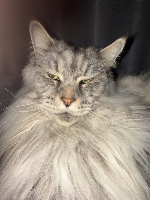Maine Coon cat photographed in close-up in Haskovo, Bulgaria