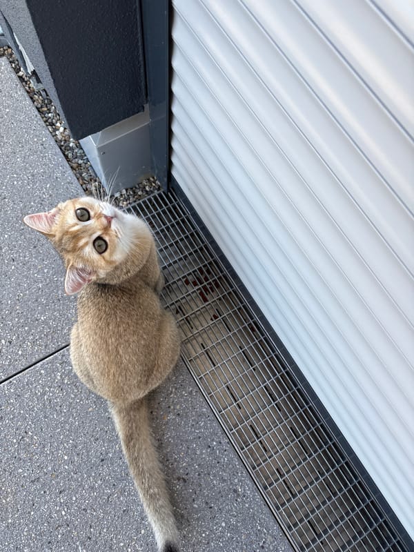 Several cats at home in Bönnigheim on a June morning