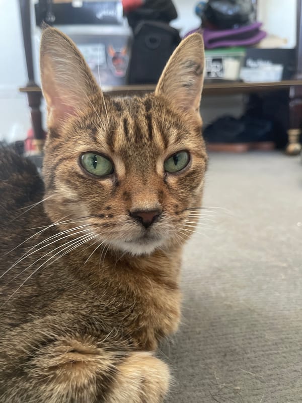 Tabby cat with green eyes, photographed from multiple angles in Paris