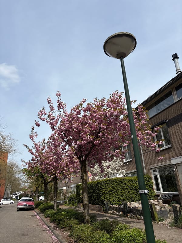 Spring blossoms and vintage car spotted on Veghel street
