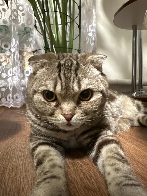 Scottish Fold cat observed lounging indoors for one hour