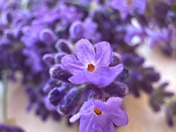 Lavender in bloom, close up near Nesebar