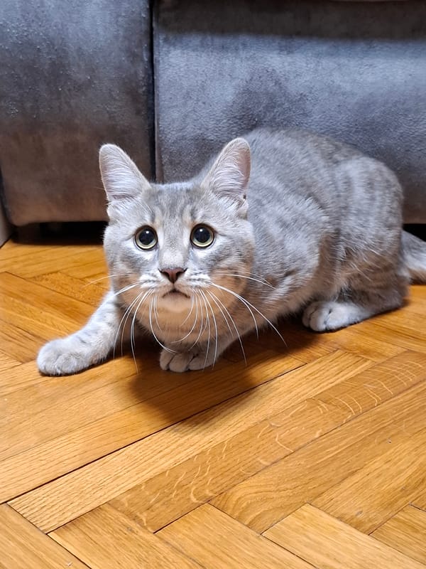 Grey tabby cat rests on sofa in Novi Sad home