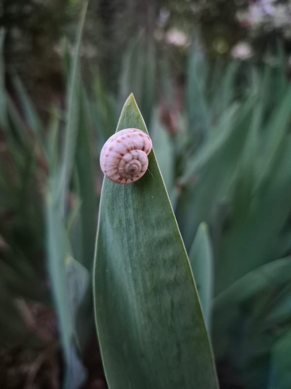 An afternoon exploring flowers, insects, and garden life.