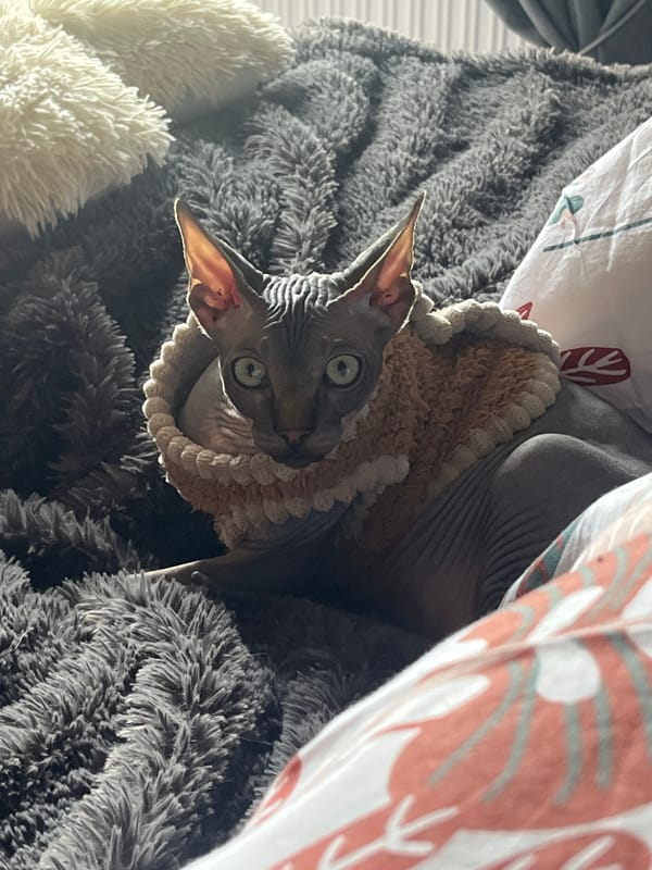 Dressed cats photographed in German home during morning hours
