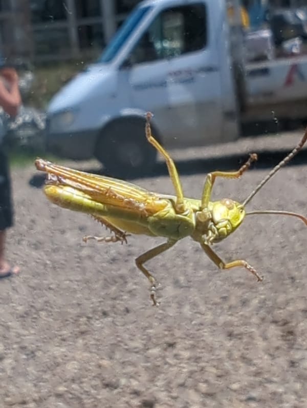 Grasshopper spotted on glass surface in Sozopol, Bulgaria
