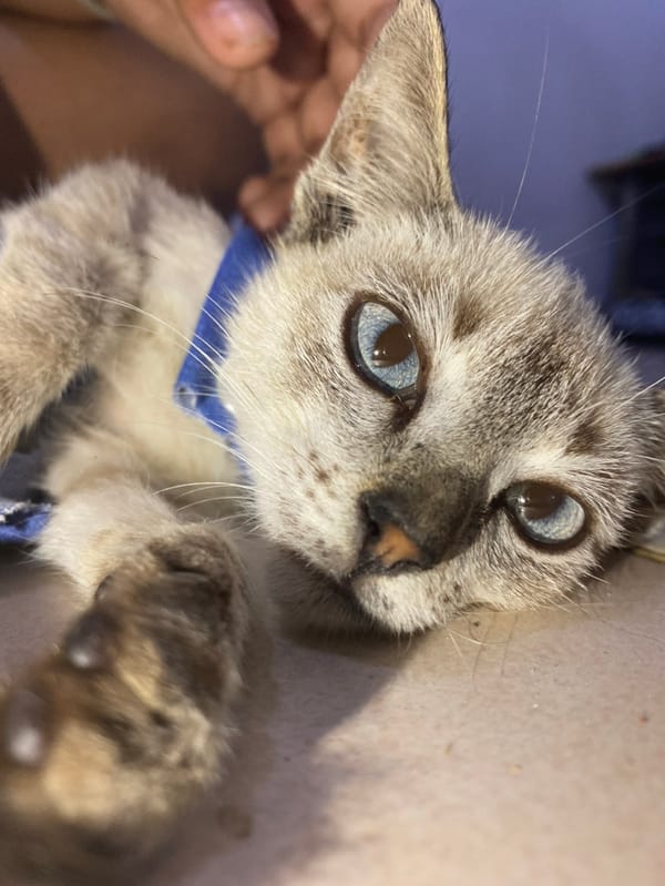 Woman bonds with Siamese kitten in Venezuelan coastal town