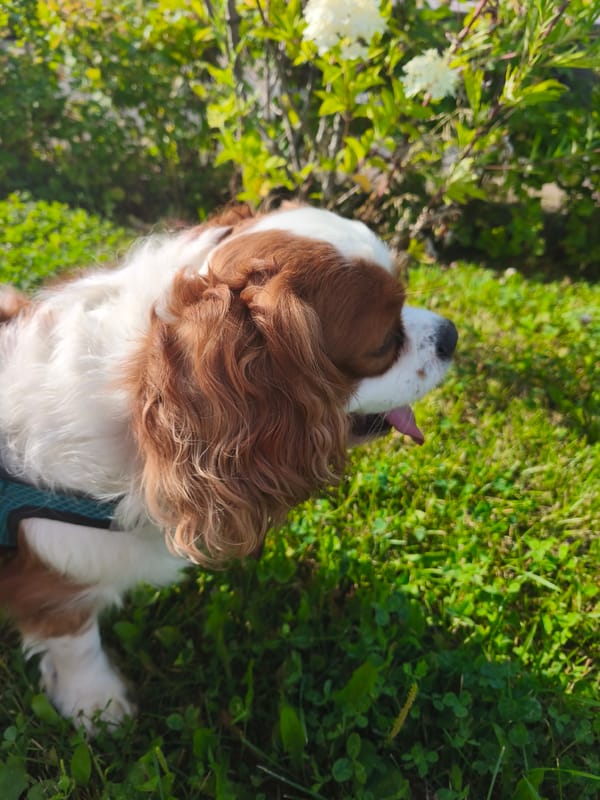 Cavalier King Charles Spaniel afternoon walk in Moscow courtyard