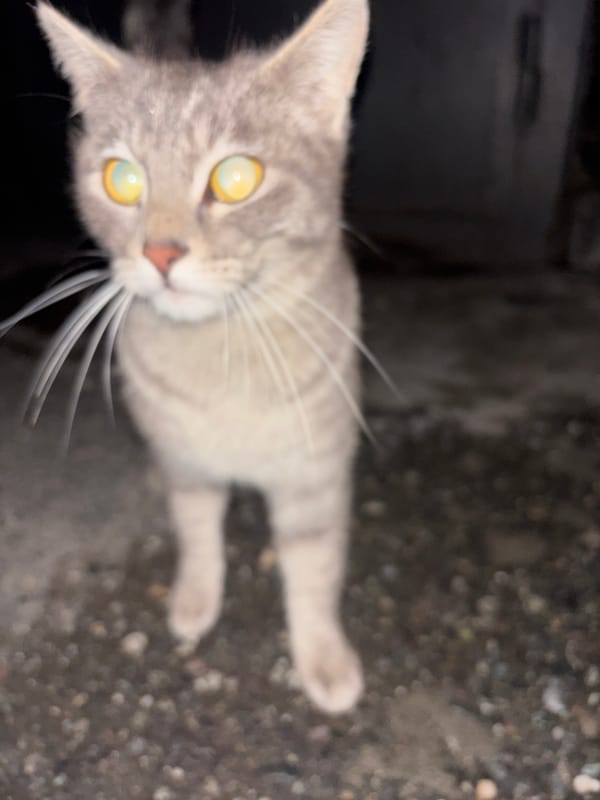 Gray tabby cat spotted on Yerevan sidewalk