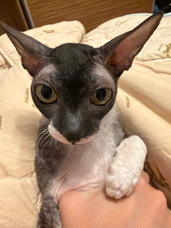 Close-up moments with large-eared cats on cozy blankets