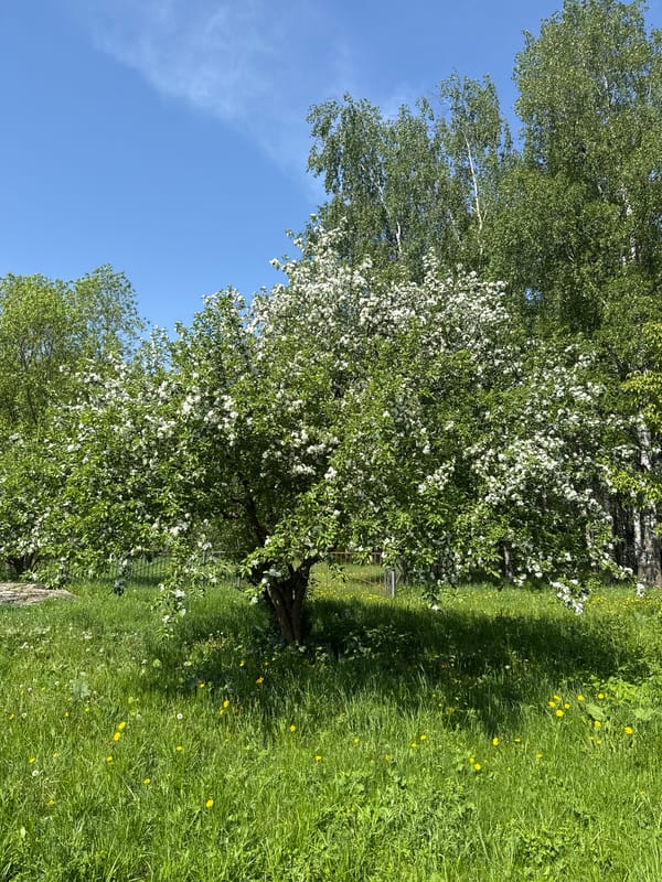 Spring morning scenes captured across Russian towns with blossoms, dandelions