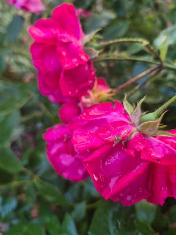Rain-soaked garden in full bloom, flowers and fauna up close