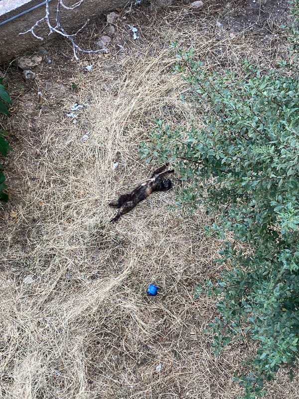 Cat lounges belly-up in dry grass beneath a tree