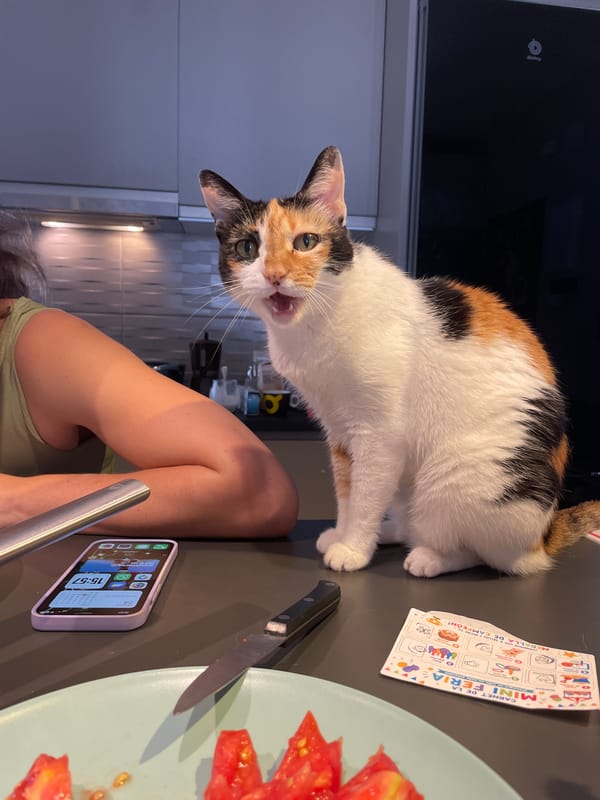 Calico cat on a countertop, mouth open, Sagunto