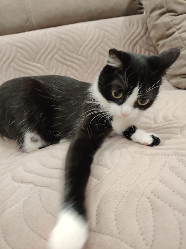 Tuxedo cat observed resting on beige furniture during afternoon