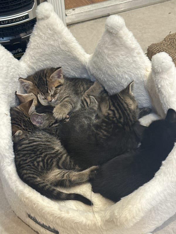 Kittens sleep peacefully together in fluffy bed, Coquitlam