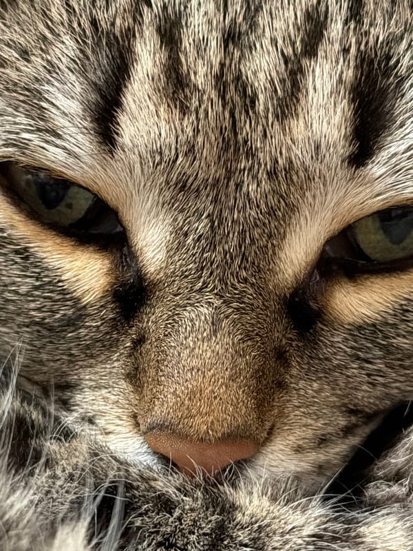 Tabby cat photographed resting on bedding in Izhevsk