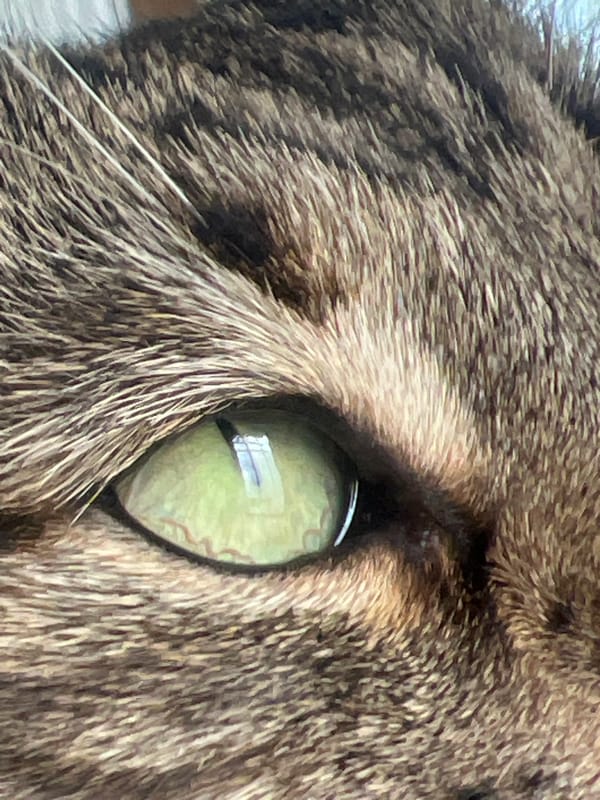 Cat photographed in close-up detail in Karnobat, Bulgaria
