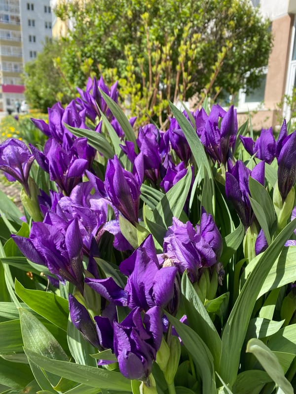 Spring flowers bloom in Yekaterinburg gardens and fields