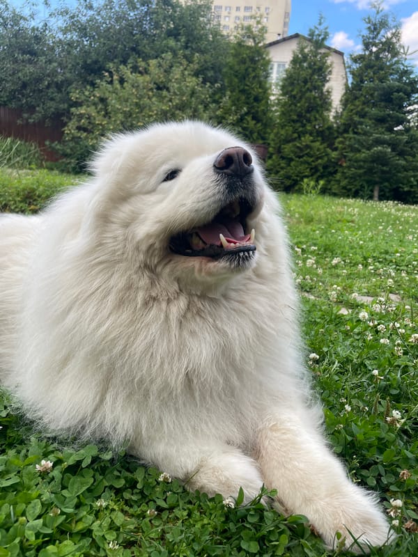 Samoyed relaxes in a clover field on a summer afternoon