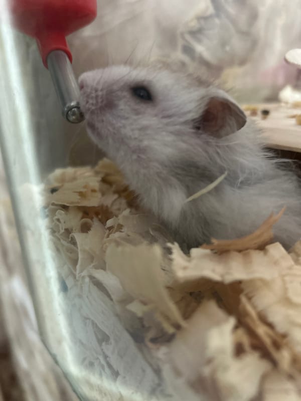 Pet hamster drinks water in cage, Dobrich Bulgaria