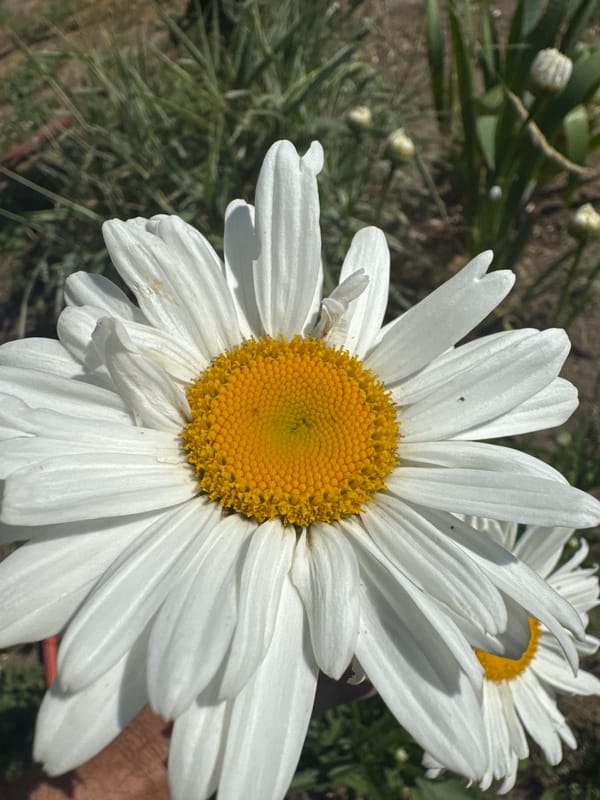White daisies in bloom, from bud to full flower