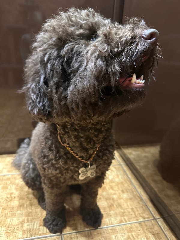 Afternoon with poodle and chrysanthemums documented in Sayanogorsk