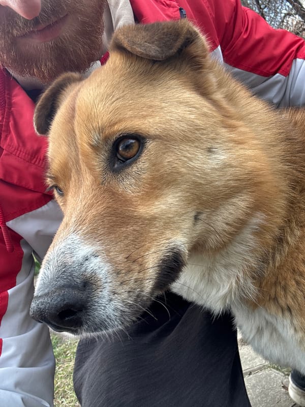 Dog and motorcycle rider captured in rural Belarus