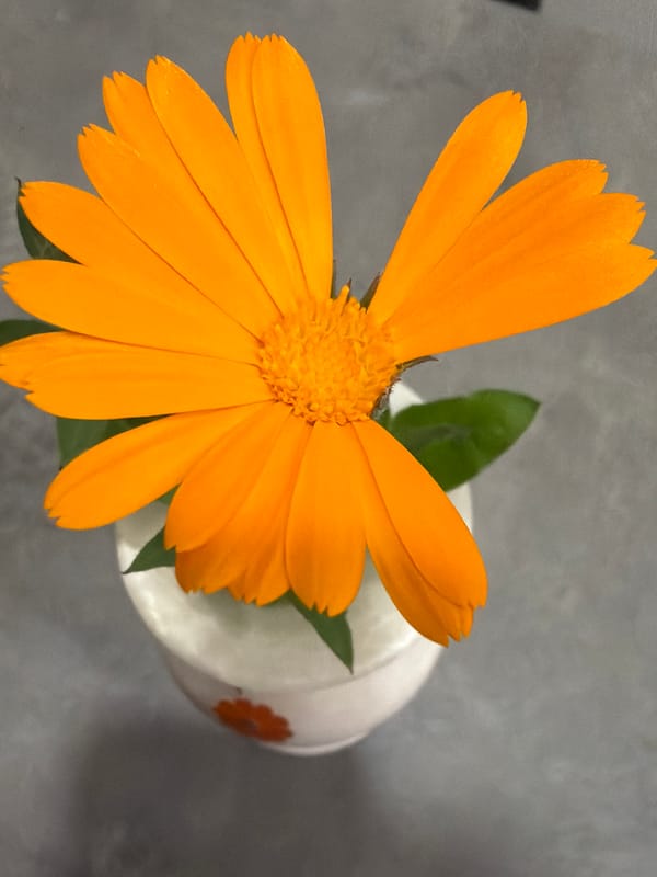Orange calendula flower arrangement documented in Tbilisi home