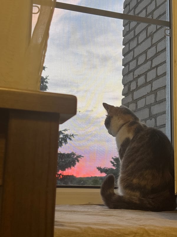 Cats, a hamster, and a sunset in a Balabanovo apartment