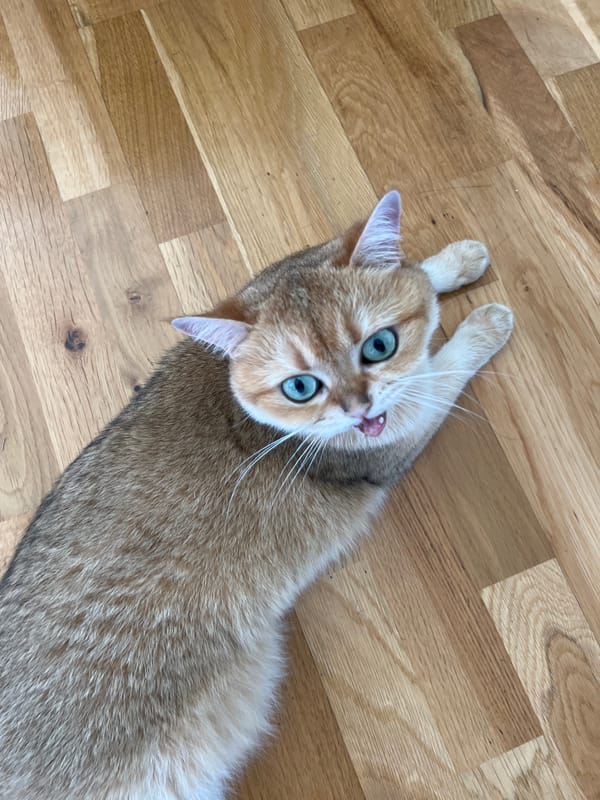 Blue-eyed cat mid-yawn on wooden floors in Montenegro